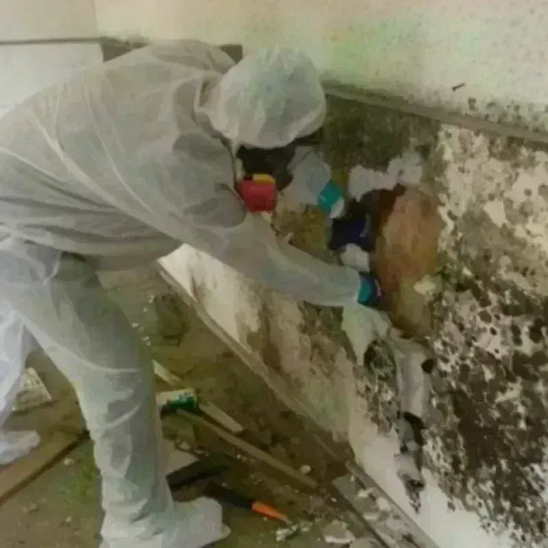 Mold Remediation and Removal in Bradenton, FL